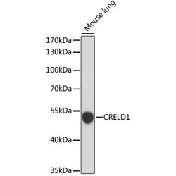 CRELD1 Rabbit pAb