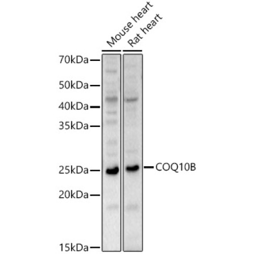 COQ10B Rabbit pAb