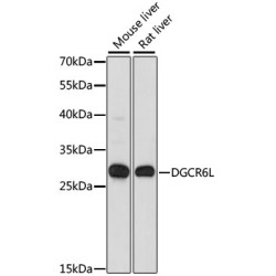 DGCR6L Rabbit pAb