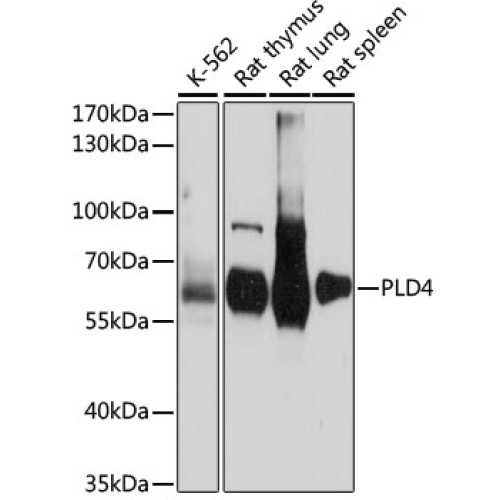 PLD4 Rabbit pAb