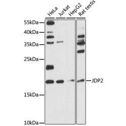 JDP2 Rabbit pAb