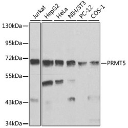 PRMT5 Rabbit pAb