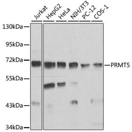PRMT5 Rabbit pAb