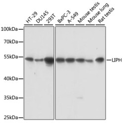 LIPH Rabbit pAb
