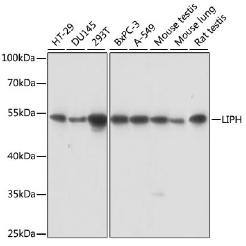 LIPH Rabbit pAb