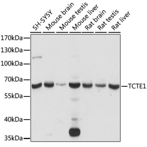 TCTE1 Rabbit pAb