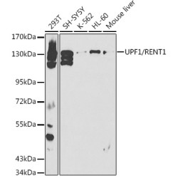 UPF1/RENT1 Rabbit pAb