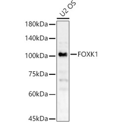 FOXK1 Rabbit pAb
