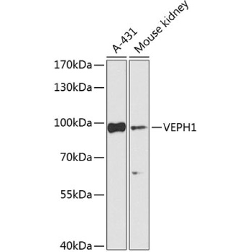 VEPH1 Rabbit pAb