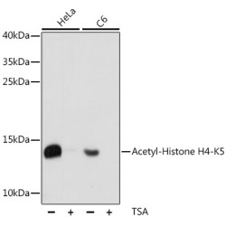 Acetyl-Histone H4-K5 Rabbit pAb