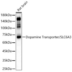 Dopamine Transporter/SLC6A3 Rabbit pAb
