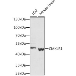 CMKLR1 Rabbit pAb