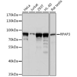 RPAP3 Rabbit pAb