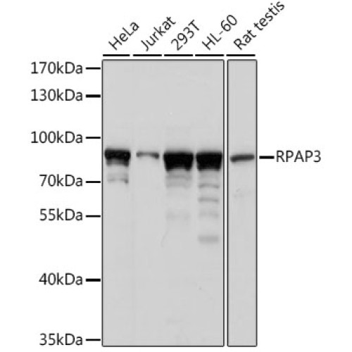 RPAP3 Rabbit pAb