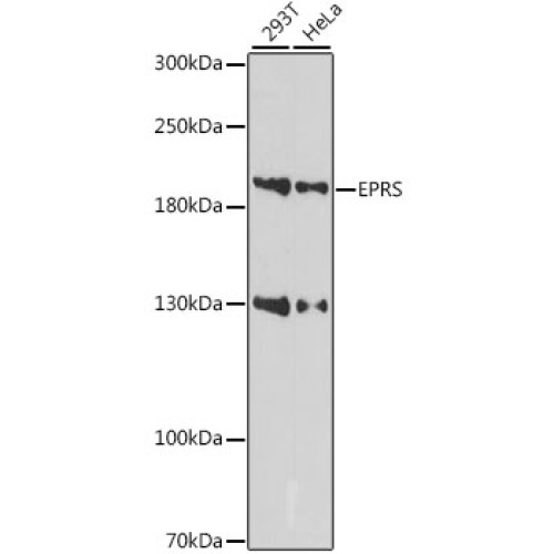 EPRS Rabbit pAb