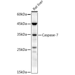 Caspase-7 Rabbit pAb