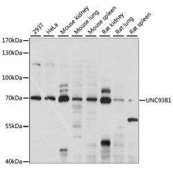 UNC93B1 Rabbit pAb