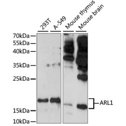 ARL1 Rabbit pAb