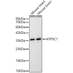ATP5C1 Rabbit pAb