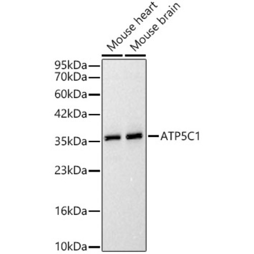 ATP5C1 Rabbit pAb