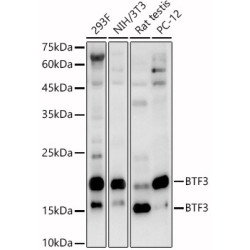 BTF3 Rabbit pAb