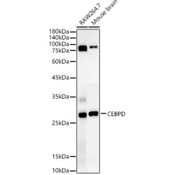 CEBP Delta/CEBPD Rabbit pAb