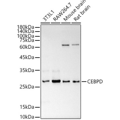 CEBP Delta/CEBPD Rabbit pAb