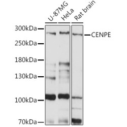 CENPE Rabbit pAb