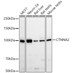 CTNNA2 Rabbit pAb