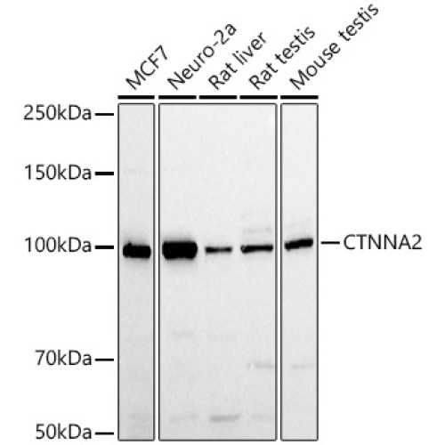 CTNNA2 Rabbit pAb