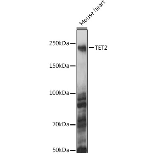 TET2 Rabbit pAb