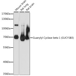 Guanylyl Cyclase beta 1 (GUCY1B3) Rabbit pAb
