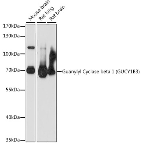 Guanylyl Cyclase beta 1 (GUCY1B3) Rabbit pAb