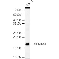AIF1/IBA1 Rabbit pAb