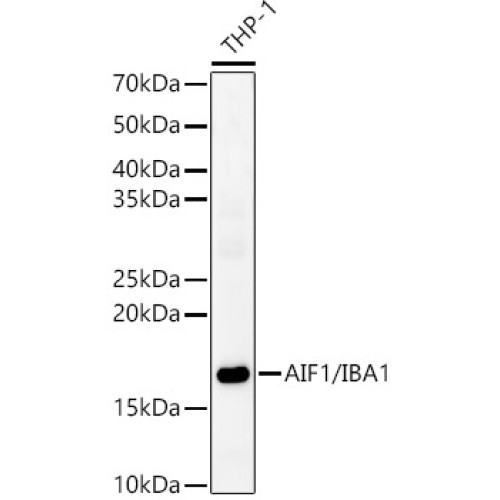 AIF1/IBA1 Rabbit pAb