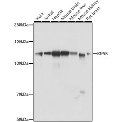 KIF5B Rabbit pAb