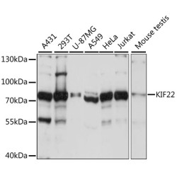 KIF22 Rabbit pAb