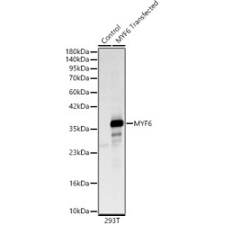 MYF6 Rabbit pAb