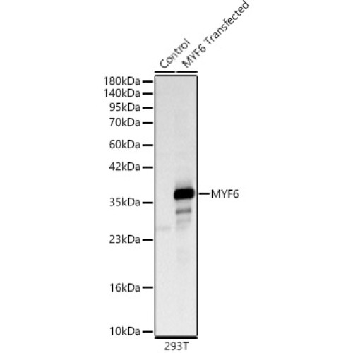 MYF6 Rabbit pAb
