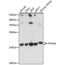 PFDN4 Rabbit pAb