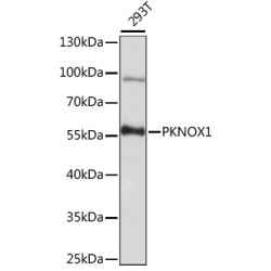 PKNOX1 Rabbit pAb
