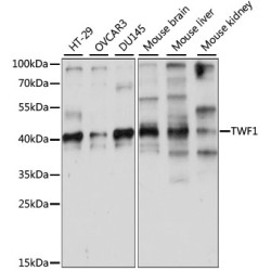 TWF1 Rabbit pAb