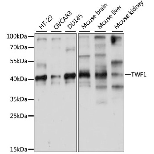 TWF1 Rabbit pAb