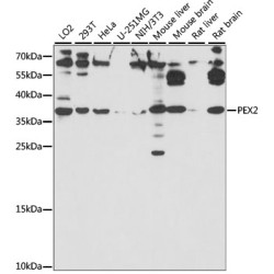 PEX2 Rabbit pAb
