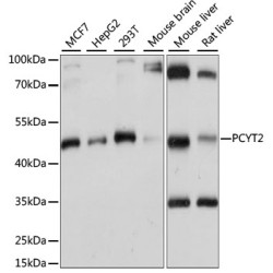 PCYT2 Rabbit pAb