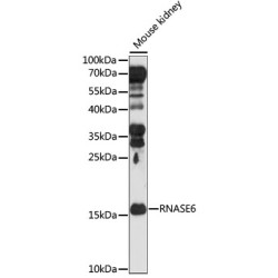 RNASE6 Rabbit pAb