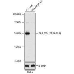 [KO Validated] PKA RIIα (PRKAR2A) Rabbit pAb