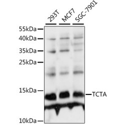TCTA Rabbit pAb