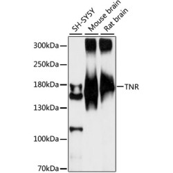 TNR Rabbit pAb