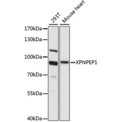 XPNPEP1 Rabbit pAb